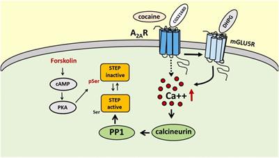 Insight into the Role of the STriatal-Enriched Protein Tyrosine Phosphatase (STEP) in A2A Receptor-Mediated Effects in the Central Nervous System